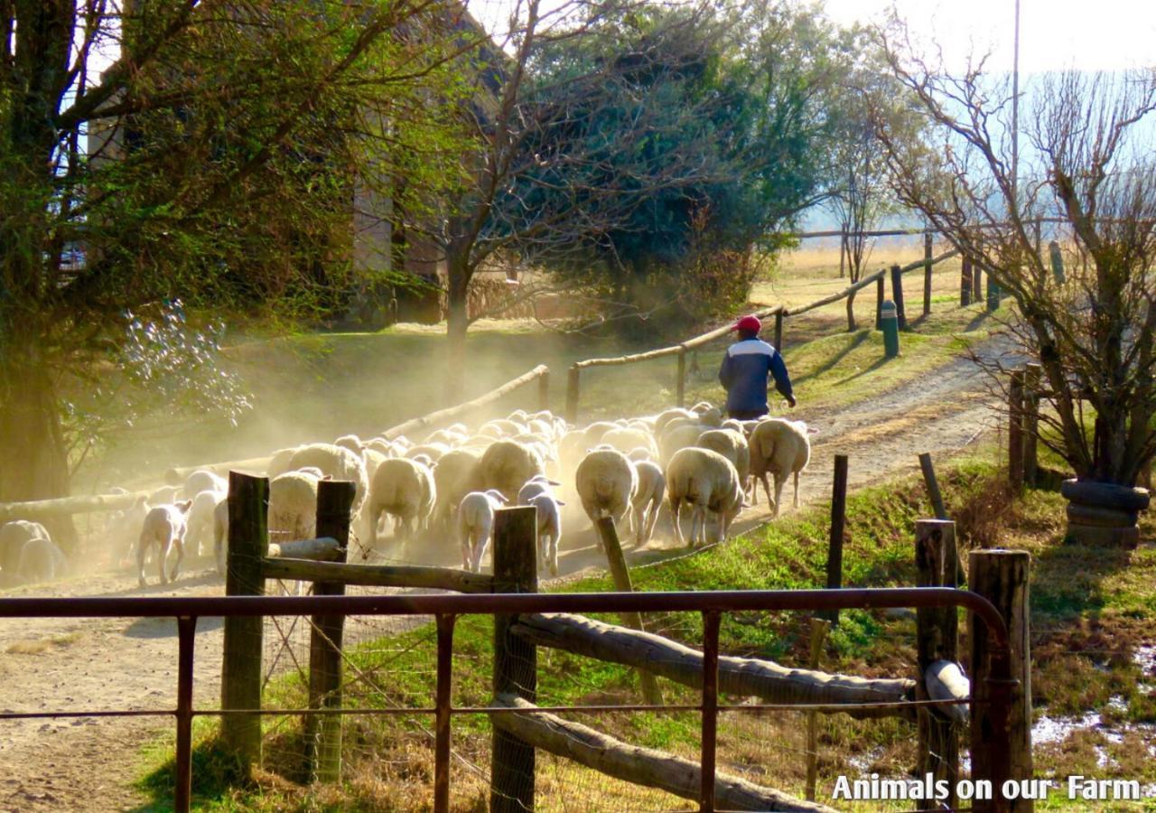Ardmore Guest Farm Champagne Valley Εξωτερικό φωτογραφία