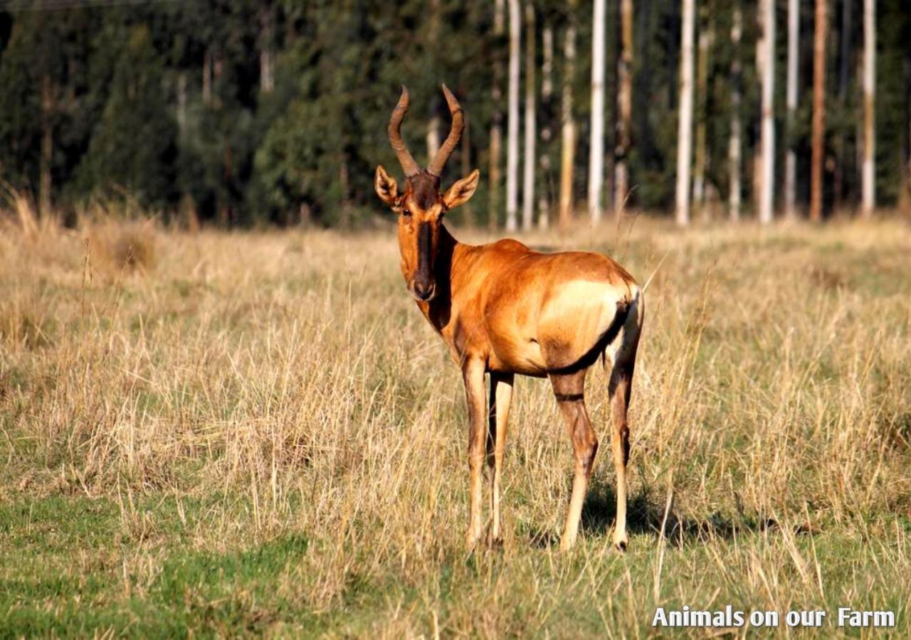 Ardmore Guest Farm Champagne Valley Εξωτερικό φωτογραφία